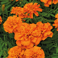Marigold Super Hero Deep Orange Seed