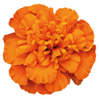 Marigold Super Hero Deep Orange Seed
