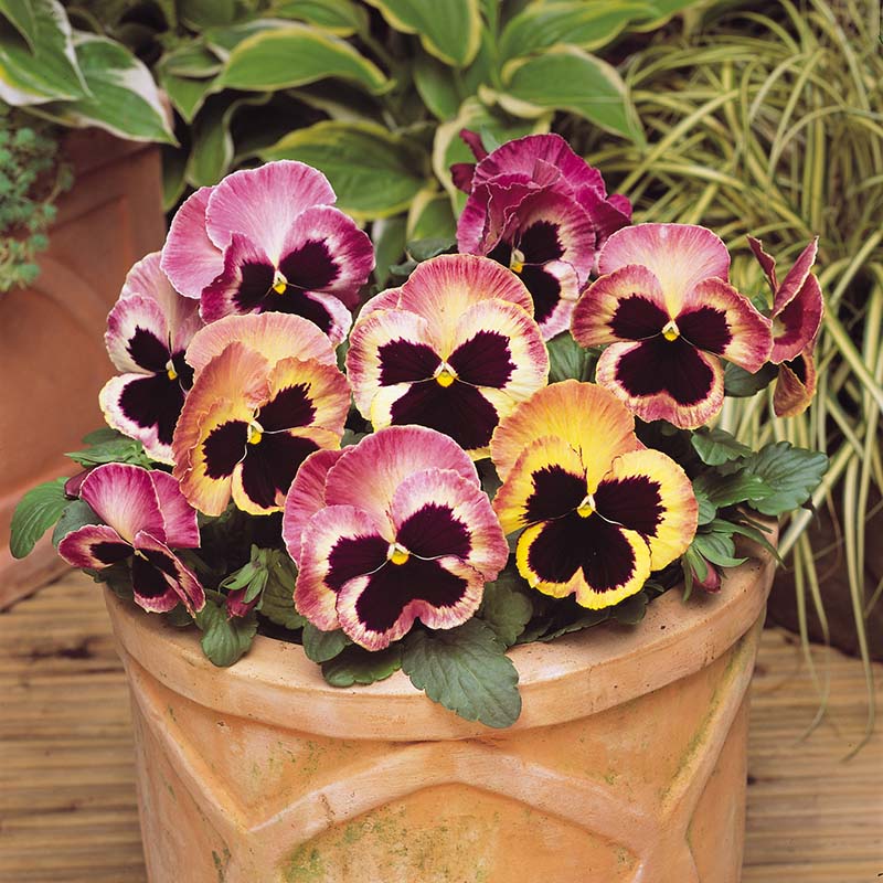 Pansy Matrix Sunrise F1 Seed