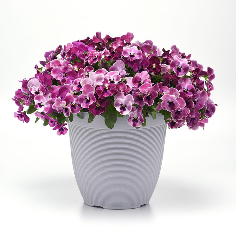 Pansy Top Wave Pink Shades F1 Seed