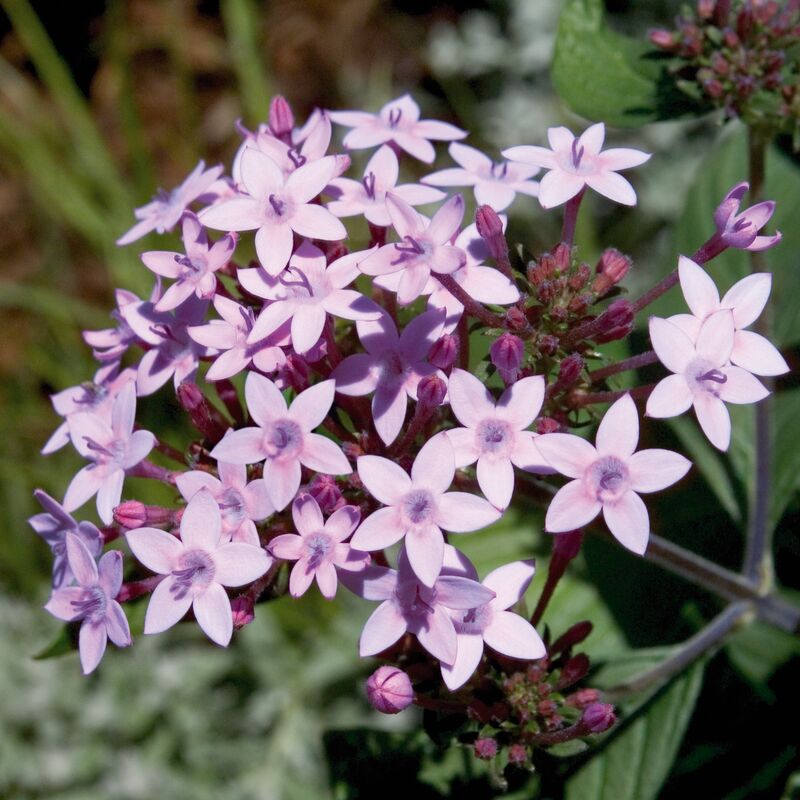 Pentas Northern Lights F1 Seed