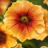 Petchoa Caliburst Nectarine F1 Seed