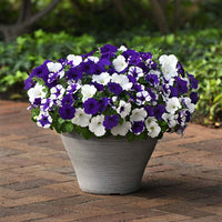 Petunia E3 Easy Wave Deja Vu Mix Seed