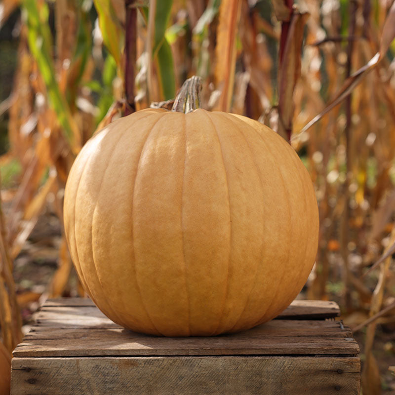 Pumpkin Cider F1 Seed