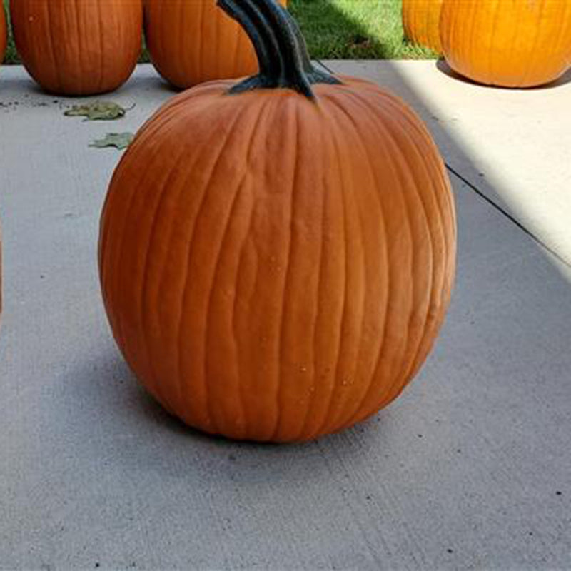 Pumpkin Karma F1 Seed