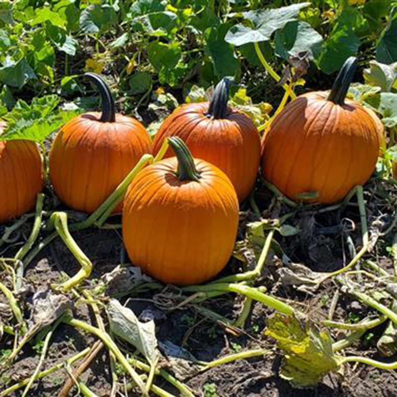 Pumpkin Karma F1 Seed