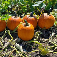 Pumpkin Karma F1 Seed