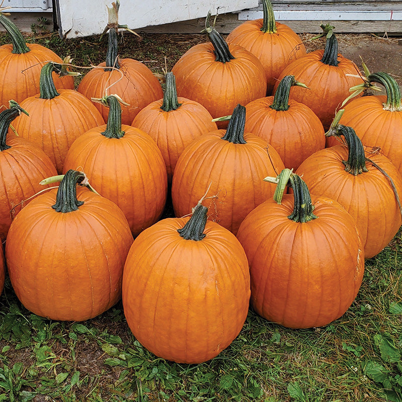 Pumpkin Karma F1 Seed