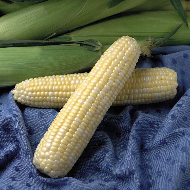 Sweet Corn Jackpot F1 Raw Untreated - 100,000 seeds