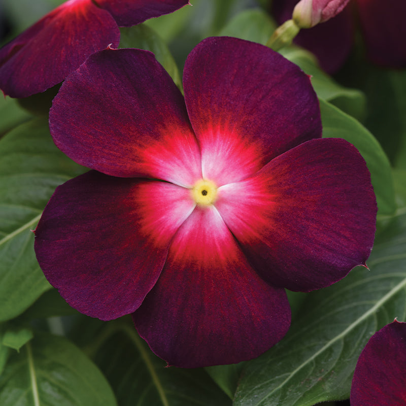 Vinca Tattoo Boysenberry Seed