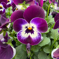 Viola Corina Penguin F1 Seed