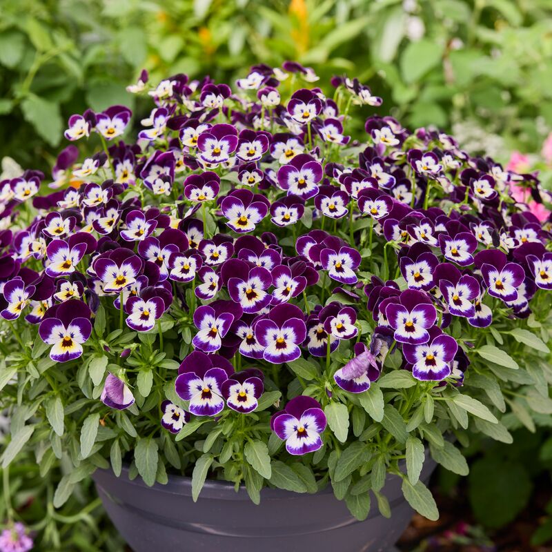 Viola Corina Penguin F1 Seed