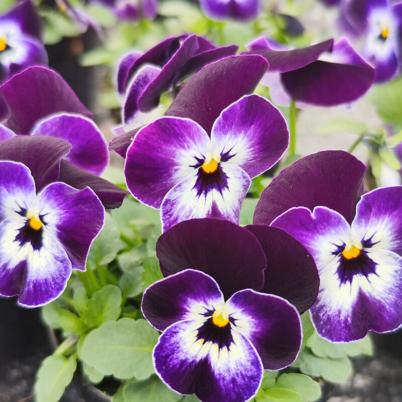Viola Corina Penguin F1 Seed