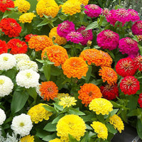 Zinnia Preciosa Premium Mix F1 Seed
