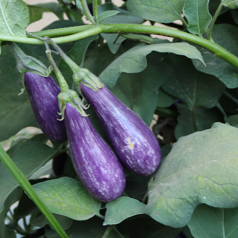 Eggplant Fairy Tale F1 Seed