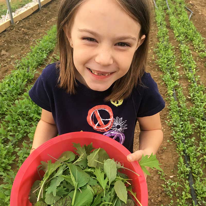 Harris' Mesclun Mix Seed