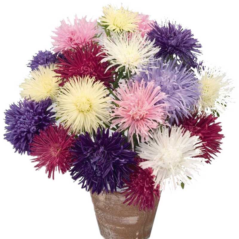 Aster Giant Ray Mix Seed