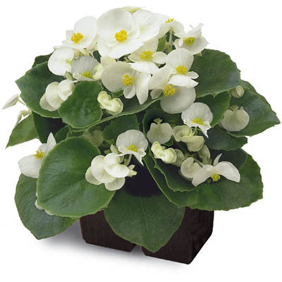 Begonia Ambassador White F1 Seed