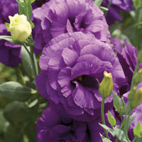 Lisianthus Mariachi Blue F1 Seed