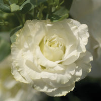 Lisianthus Mariachi Pure White Seed