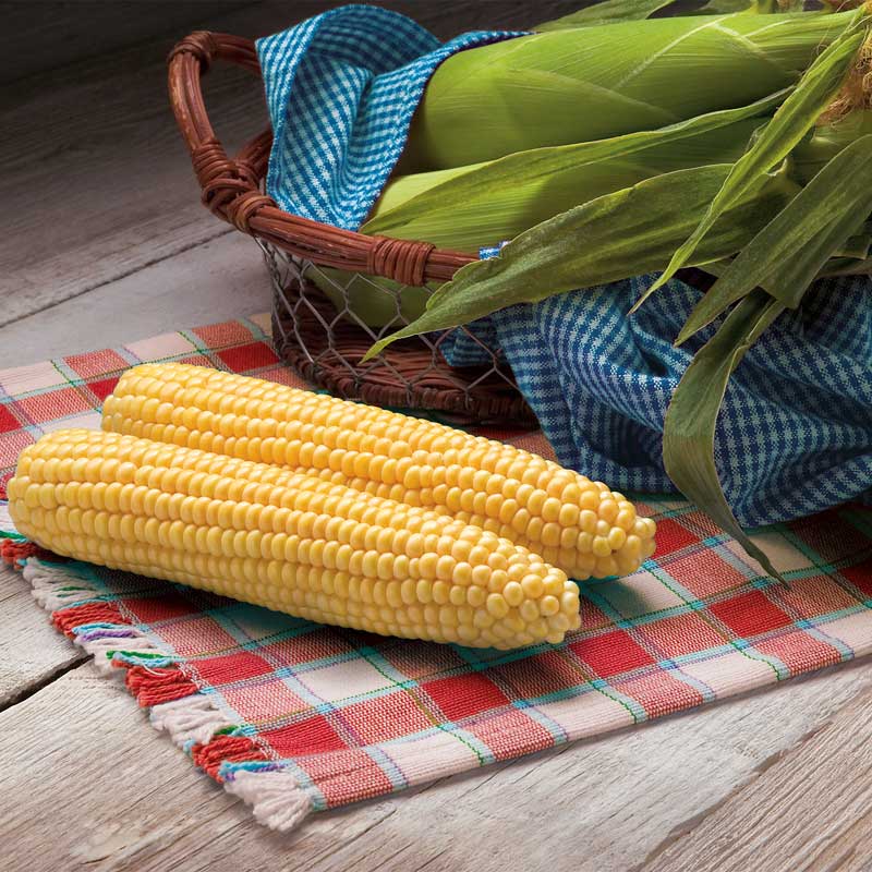 Sweet Corn Biotech Protector F1 Seed