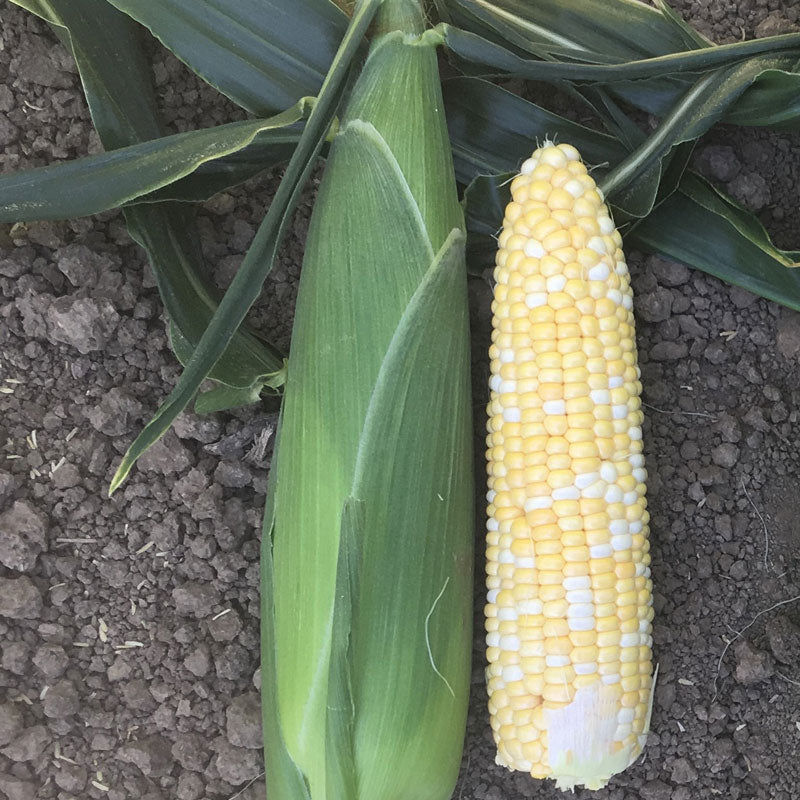 Sweet Corn Xtra-Tender™ Natural Sweet XR F1 Organic Seed