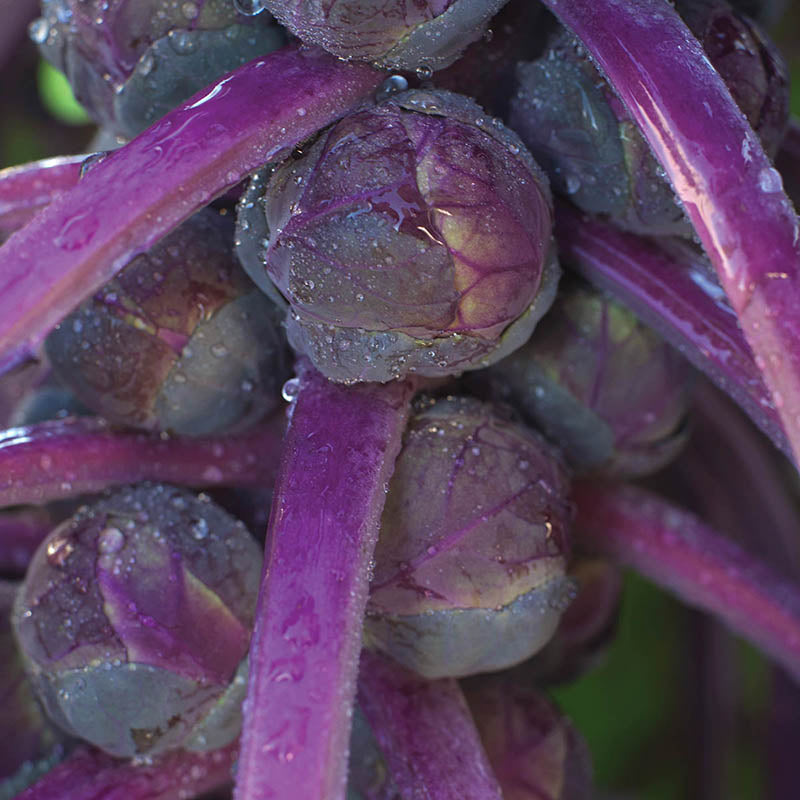 Brussels Sprouts Redarling F1 Seed