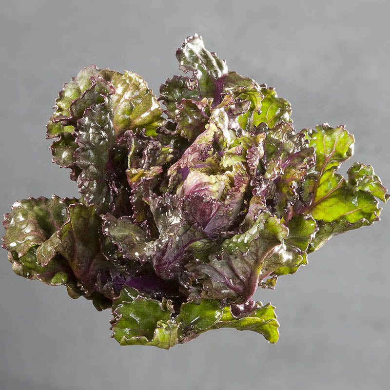 Kalette®Autumn Star F1  Seed