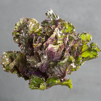 Kalette®Autumn Star F1  Seed