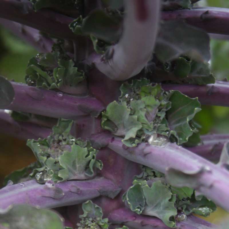 Kalette®Autumn Star F1  Seed