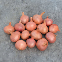 Shallot Matador F1 Organic Seed