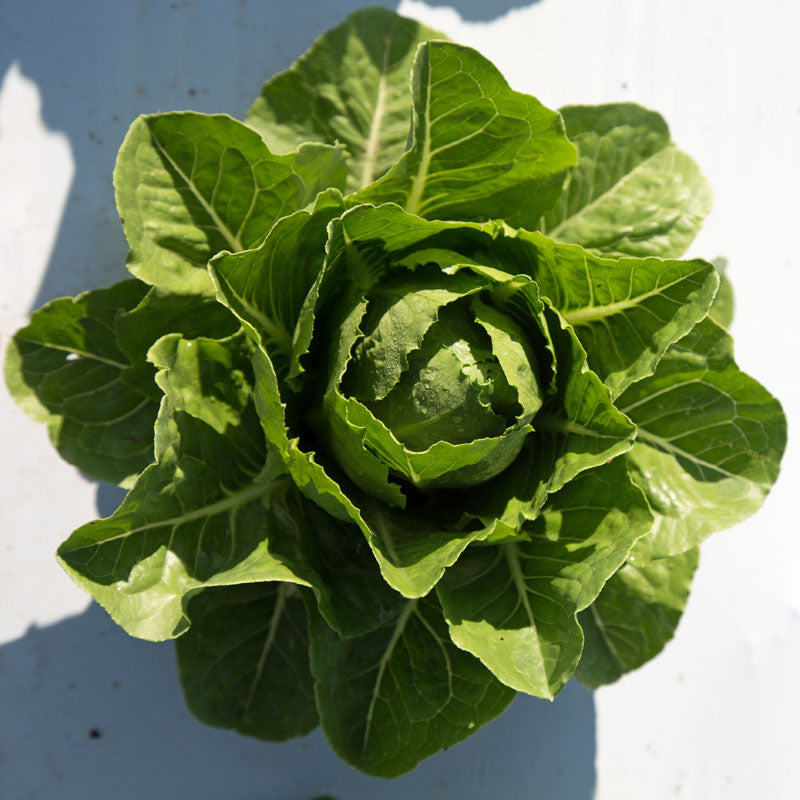 Lettuce Jara MTO Organic Seed
