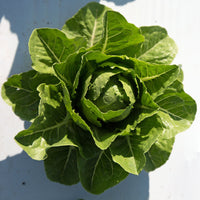 Lettuce Jara MTO Organic Seed