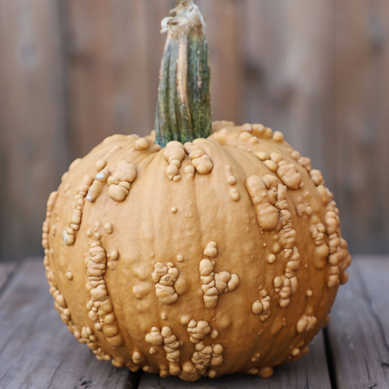 Pumpkin Grizzly Bear F1 Seed