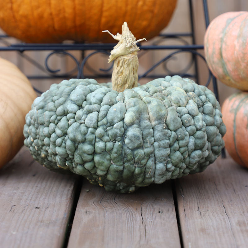 Pumpkin Marina De Chioggia Seed