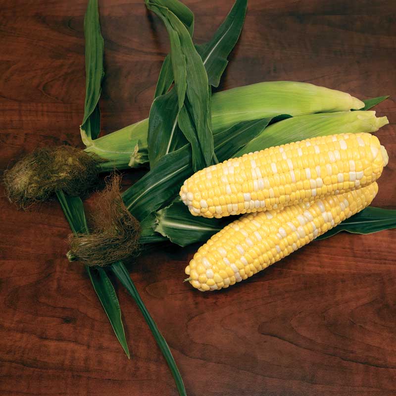 Sweet Corn Biotech Patriarch F1 Seed