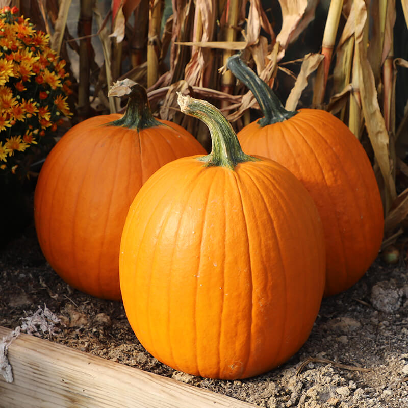 Pumpkin Orange Rave F1 Seed
