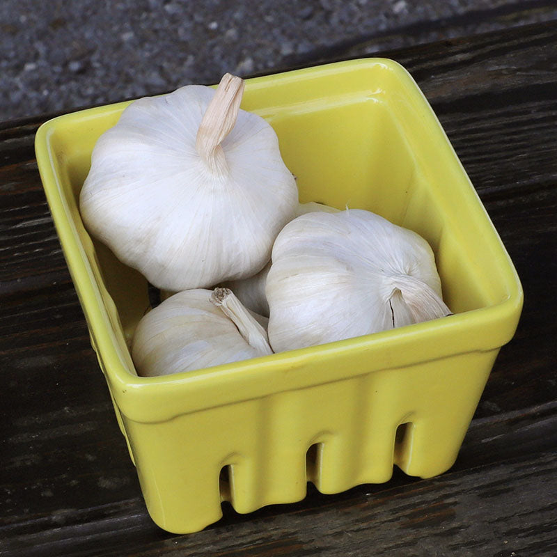 Garlic White Spring Hardneck