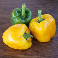 Pepper Abay F1 Organic Seed