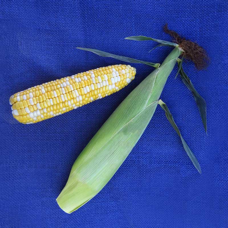 Sweet Corn Biotech Quick Trip F1 Seed