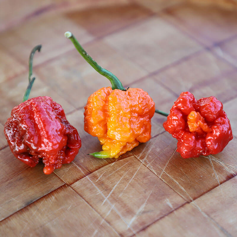 Pepper Carolina Reaper Seed
