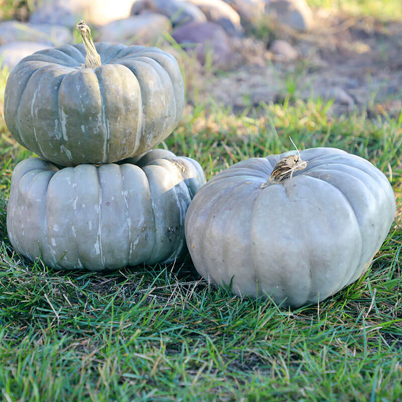 Pumpkin Jade Knight F1 Seed