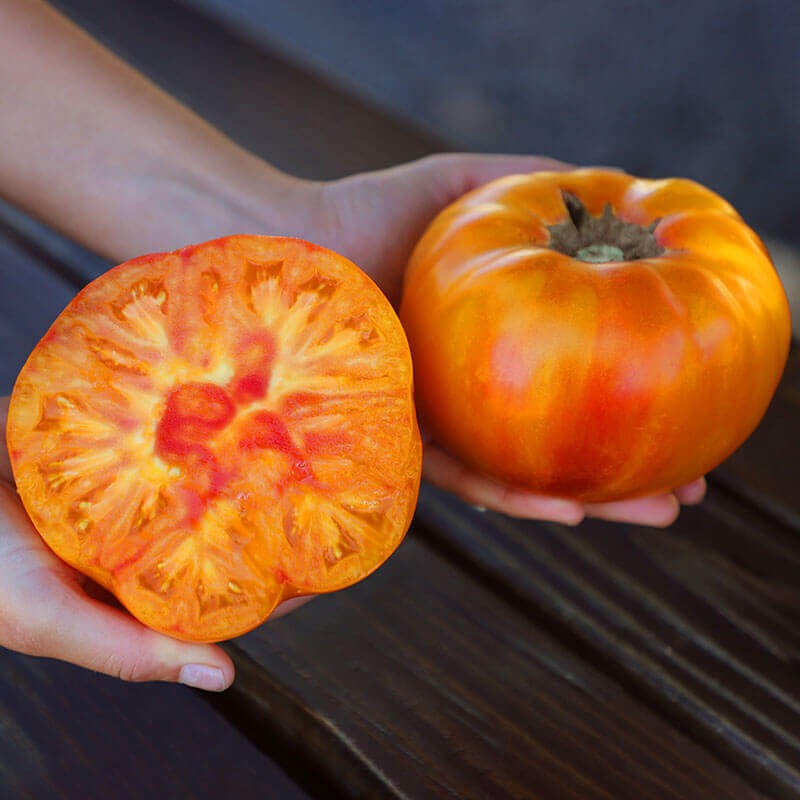 Tomato Buffalosun F1 Seed