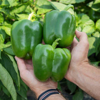 Pepper Captain F1 Seed