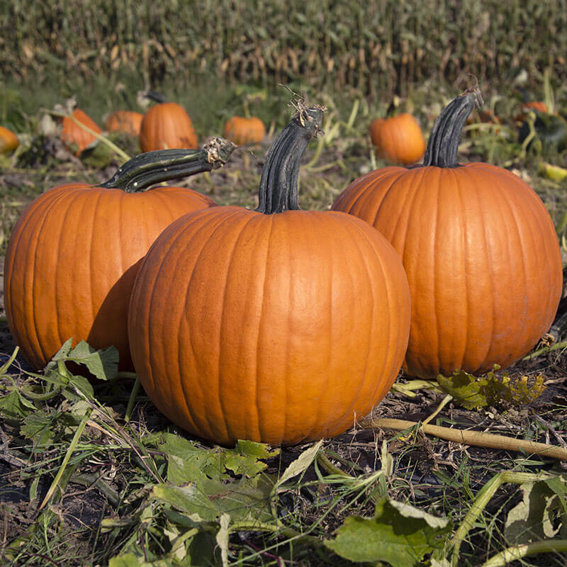Pumpkin Olympus F1 Seed