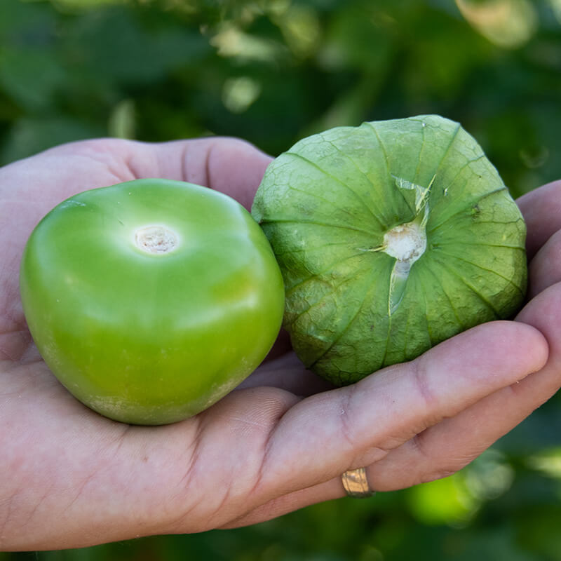 Tomatillo Siqueiros F1 Seed