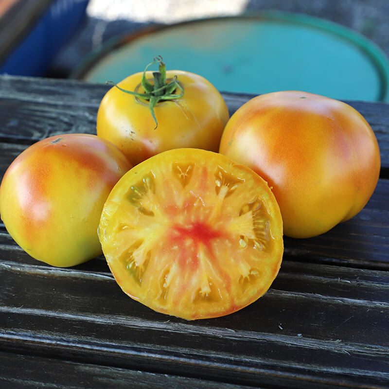 Tomato Mai Tai F1 Organic Seed