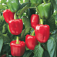 Pepper Olympus F1 Organic Seed