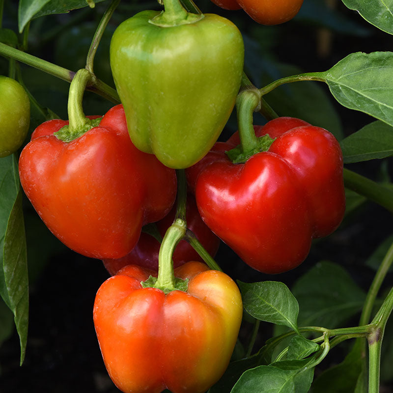 Pepper Prism F1 Seed