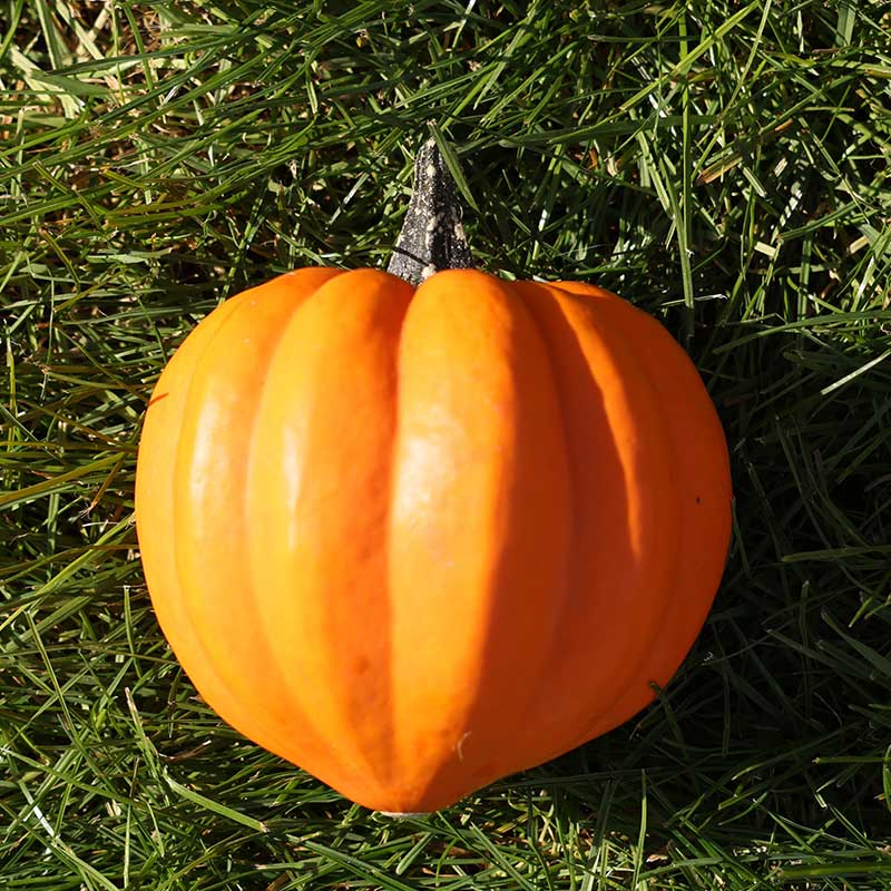 Squash Goldilocks F1 Seed